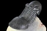 Paralejurus Trilobite Fossil - Spectacular Preparation #164505-5